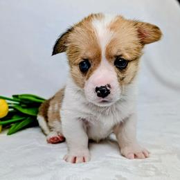Clover - Sable merle and white female American Corgi puppy in Clarksville, Tennessee from Cold Creek Family Farm LLC