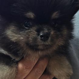 Black n tan pup 6 - Black and tan female Pomeranian puppy in Carrollton, Georgia from B AND R'S POMERANIAN'S