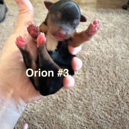 Boy 3 - male Yorkshire Terrier puppy in Riverview, Florida from Luna's Treasures