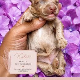 Girl 3 - Merle female Cockapoo puppy in Otisville, Michigan from Danie’s Darling Doodles LLC