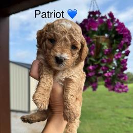Patriot - Apricot male Poodle puppy in Greensburg, Kentucky from Doodle Me Crazy