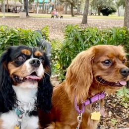 Cavalier King Charles Spaniels from Caring Cavaliers
