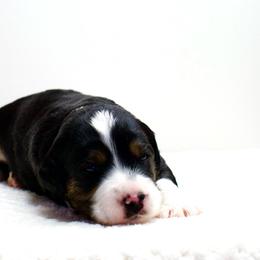 Socks - Black tri-color female Aussiedoodle puppy in Decatur, Illinois from Signature Doodles
