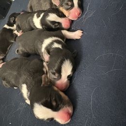Pembroke Welsh Corgi puppies from 777 Corgis