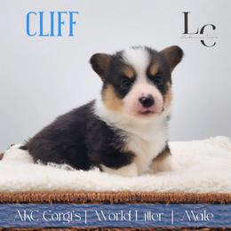 Cliff - Black and tan male Pembroke Welsh Corgi puppy in Pine Village, Indiana from NL Horsemanship