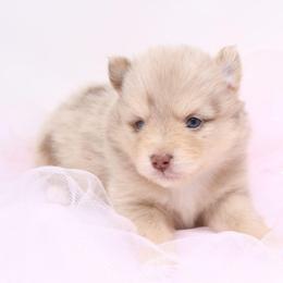 Athos - Merle male Pomsky puppy in Christiana, Tennessee from Smoky Mountain Pomskies