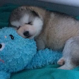 Alaskan Malamute Puppies from Jennifer Corr