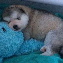 Alaskan Malamute Puppies from Jennifer Corr