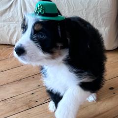 Orange Juice - female Australian Mountain Doodle puppy in Melrose, New York from Rosewood Pine Doodles
