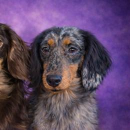 Cockapoos and Dachshunds from MoonShine Babies