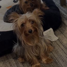 Yorkshire Terrier puppies from Maxx & Milan