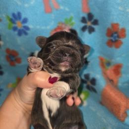 Toby - Blue male Shih Tzu puppy in Wakeman, Ohio from Gemstone Puppies