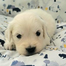 Ms. Gray - Light golden female Golden Retriever puppy in Campton, Kentucky from ElkRidge Goldens
