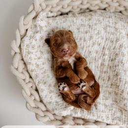 Dice - Red  male Goldendoodle puppy in Syracuse, Indiana from The Doodle Cove