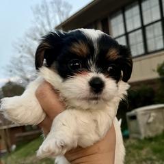 Mal-Shi, Maltese, and Maltipoo Puppies from Joy-fur puppies