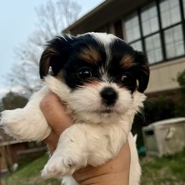 Mal-Shi, Maltese, and Maltipoo Puppies from Joy-fur puppies