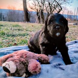 Goldendoodle Puppies from Southern Star Goldendoodles