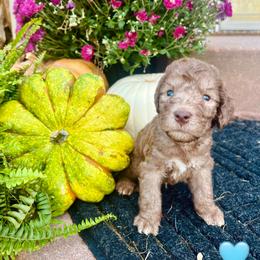 Light Blue Collar Boy - Liver male Bedlington Terrier puppy in Leesburg, Virginia from LAMZ Bedlington Terriers