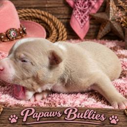 Selina - Fawn female American Bully puppy in El Paso, Texas from PaPaws Gotta Love It Kennels