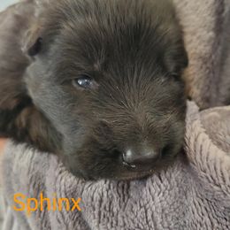 German Shepherd Puppies from Shield Kennels