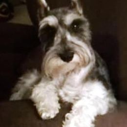 Miniature Schnauzers from Bolzano Miniature Schnauzers