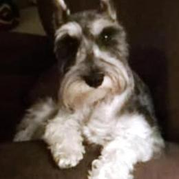 Miniature Schnauzers from Bolzano Miniature Schnauzers