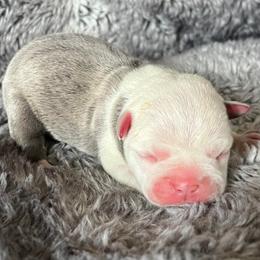 Casper - Blue male Boston Terrier puppy in Red Bluff, California from Sugar Baby Bostons