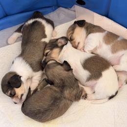 Dachshund Puppies from Dianna Eaves
