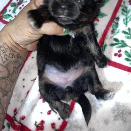 Vixen - Black and white female Shih Tzu puppy in Sacramento, California from NANA’S  QUALITY SHIH TZU'S