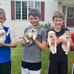 Pomsky Puppies from Southern Minnesota Pomskies