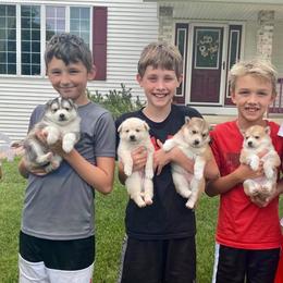 Pomsky Puppies from Southern Minnesota Pomskies