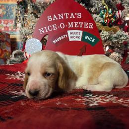 Sugar 2700.00 - Red and white female Basset Hound puppy in Denison, Texas from Emma Lou's Baby Bassets