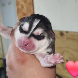 Siberian Husky Puppies from Spirit of the Moon Siberians