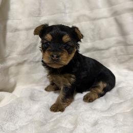 Girl 1 - Black and gold female Yorkshire Terrier puppy in Pomona, California from Cristian's Yorkshire Terriers