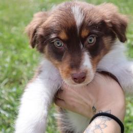 Rhea - Red tri-color female Australian Shepherd puppy in Noblesville, Indiana from Saturn’s Rising Collies & Aussies