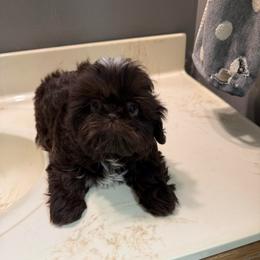 Sienna - Shih Tzu