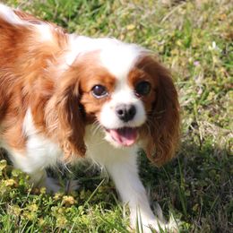 Angel - Cavalier King Charles Spaniel