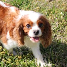 Angel - Cavalier King Charles Spaniel