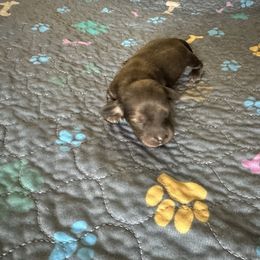 Girl 1 - Cream female Dachshund puppy in Wolf Lake, Indiana from Canisteo Dachshunds