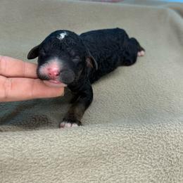Augustus - Phantom male Poodle puppy in Greeneville, Tennessee from Smokey Mountain Sheepadoodles