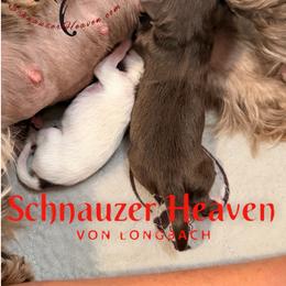 Ozzy AKC - Liver male Miniature Schnauzer puppy in Pelzer, South Carolina from Schnauzer Heaven Von Longbach