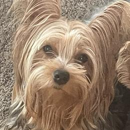 Bella - Yorkshire Terrier