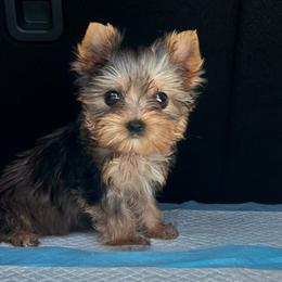 Tiny Berry - Parti female Yorkshire Terrier puppy in Phoenix, Arizona from Luxury Pups AZ