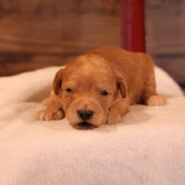 Kit - Cream male Whoodle puppy in West Bend, Iowa from Blue Skies Terriers