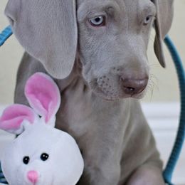 Weimaraners from Silberkinder Weims