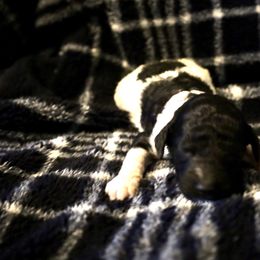 Chestnut - Parti male Poodle puppy in Meadowbrook, California from Standard Poodle Pups