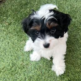 Sarah - Tri-color female Cavapoo puppy in Saratoga Springs, Utah from Joyler Puppies