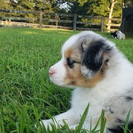 Australian Shepherd Puppies from Kelbrook Farm Australian Shepherds