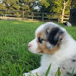 Australian Shepherd Puppies from Kelbrook Farm Australian Shepherds