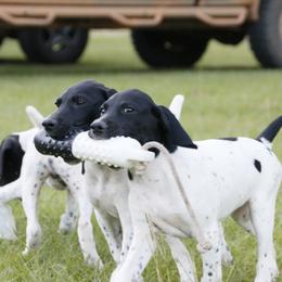 German Shorthaired Pointer and Labrador Retriever Puppies from LL Gun Dogs, LLC